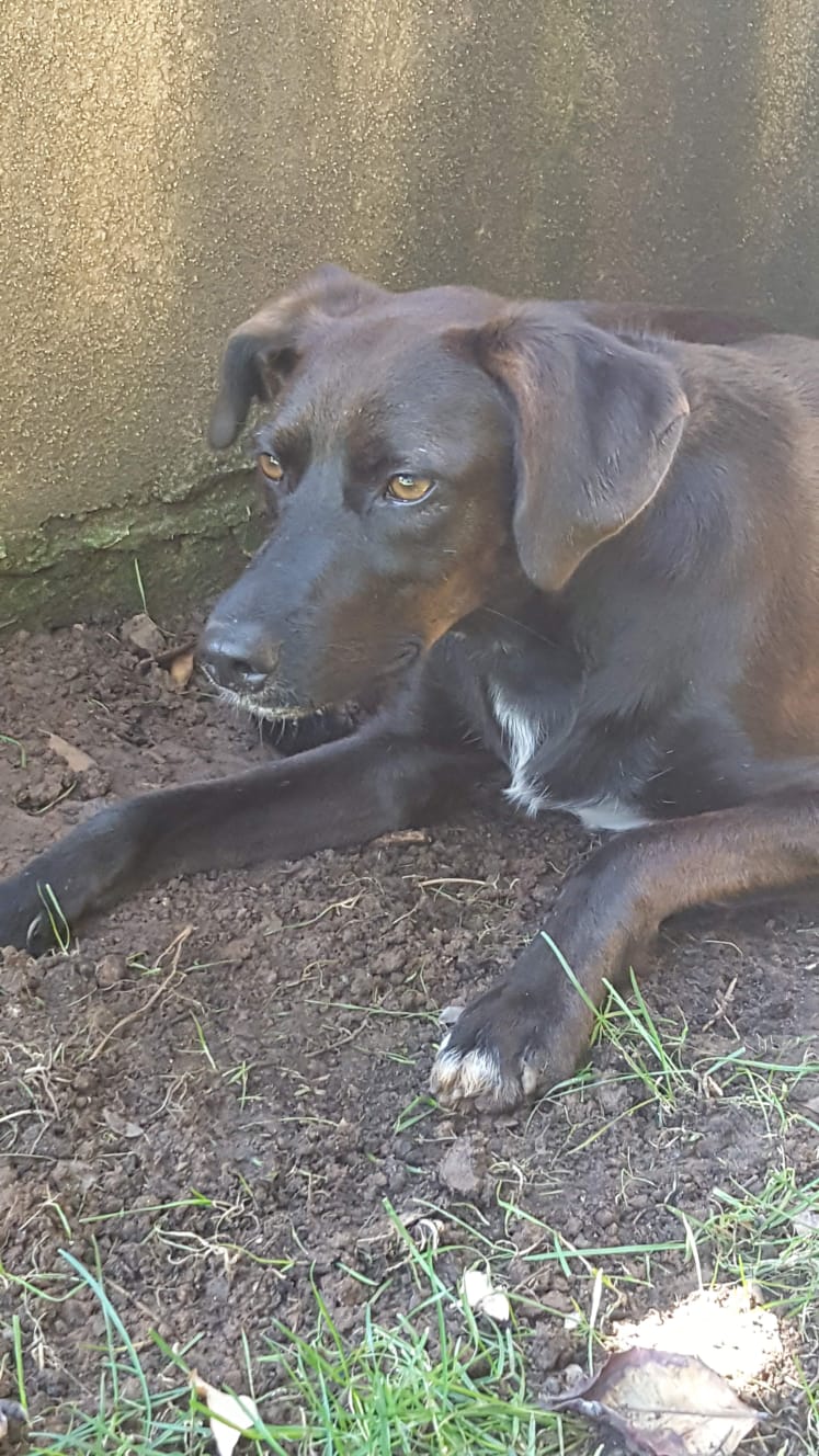 La rubrica dei canini 18