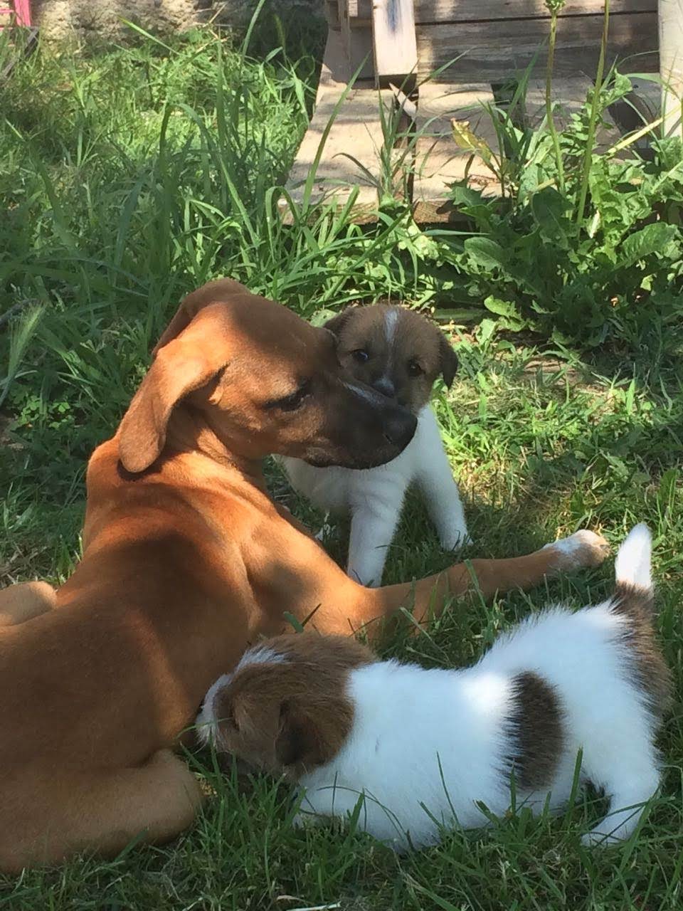 La rubrica dei canini 9