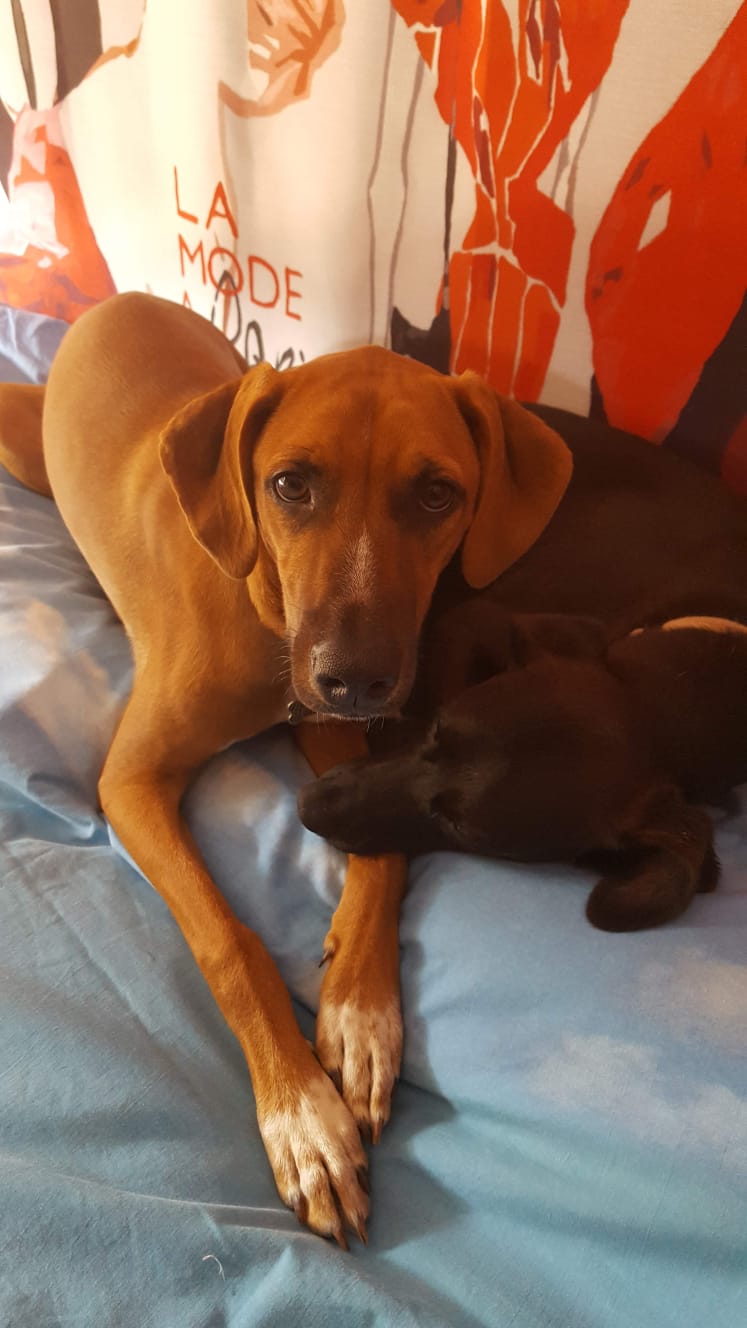 La rubrica dei canini